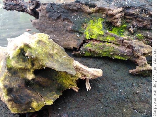 Возможно это триходерма.