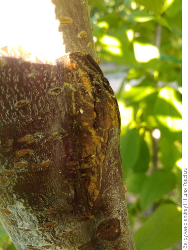 Август 2019. Проверил. Срослось. Было немного камеди. Прочистил, промыл купоросом и опять закрыл.