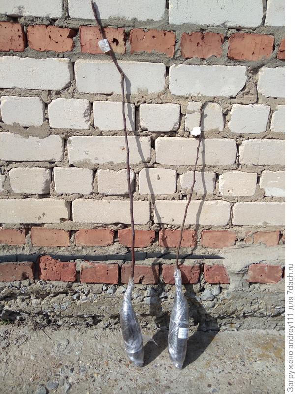 Корни надежно упакованы в торфяной субстрат.