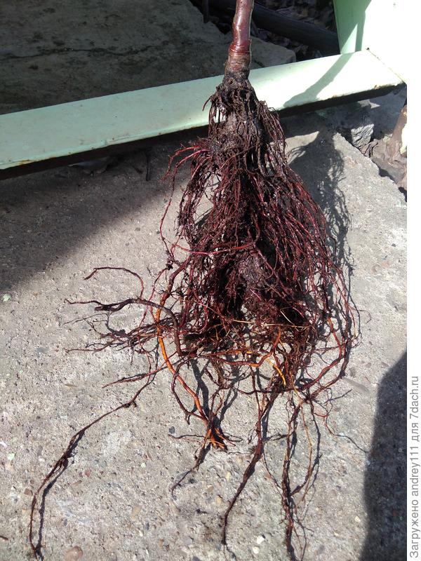 Корневая мочка явно достаточная для посадки.