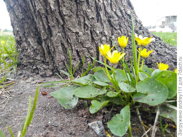 Справа за кустиком калужницы видно начало этого корня, уже поросшего довольно старой корой.