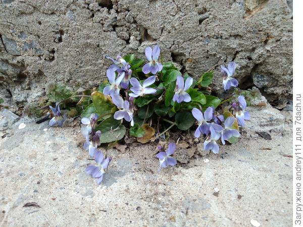 Я сильный!!!