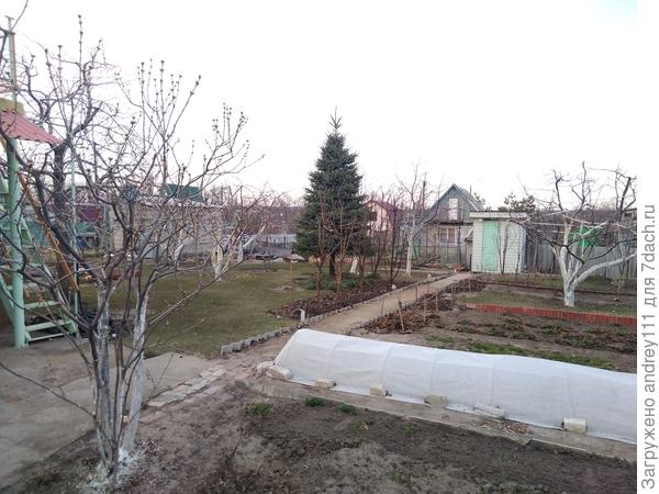 Выглядит сейчас как цапля на 1 ноге, но через 2-3 года будет отличный зонтик над местом отдыха.