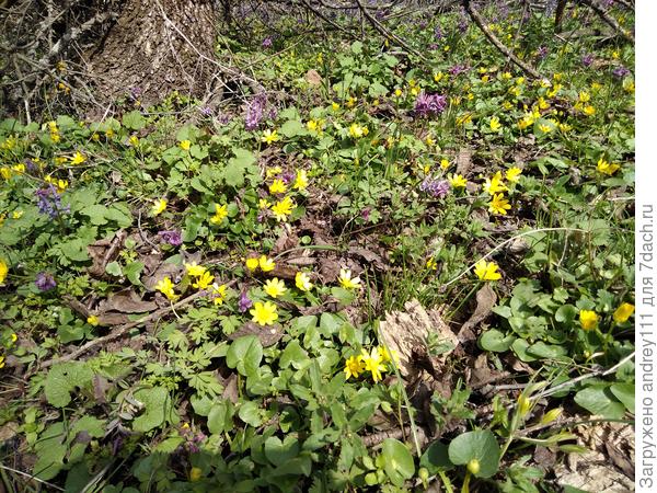 Бестолково-радостно, путано, торопливо и дружно, отталкивая соседа листьями, луковицами, локтями и ягодицами, цветет Чапурниковская балка!