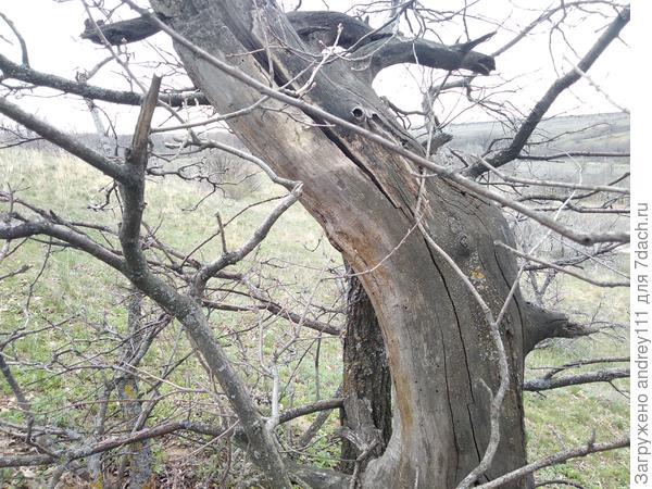 Этот крокодил скоро снова спрячется в засаду  в листве.