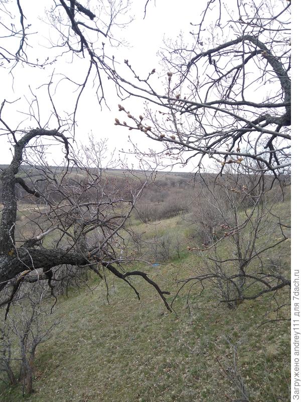 Дуб тоже обманулся теплой погодой. Почки надул, а оно вон чё!