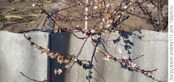 Те цветы, что успели расцвести перед заморозком, успели зря! Говорил я им - спешка нужна при ловле блох...