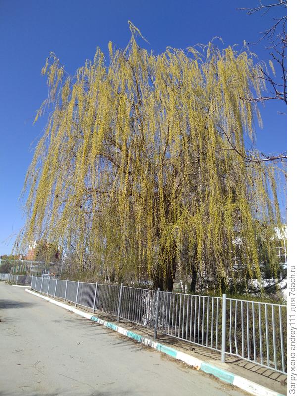 А вот ива на утреннем холодке выглядит царски!