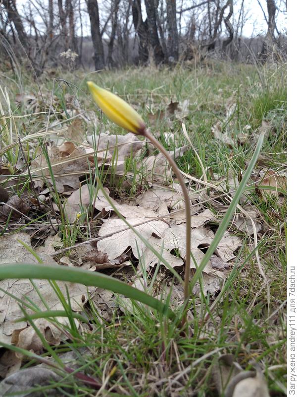 Скромнейший из тюльпанов тюльпан Биберштейна или тюльпан дубравный. Холодно ему пока. Бережет силы.