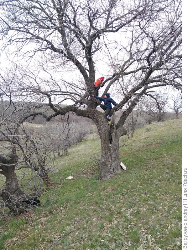 Ну а этим приматам в любую погоду весна.  Такой уж у них период жизненного цикла.