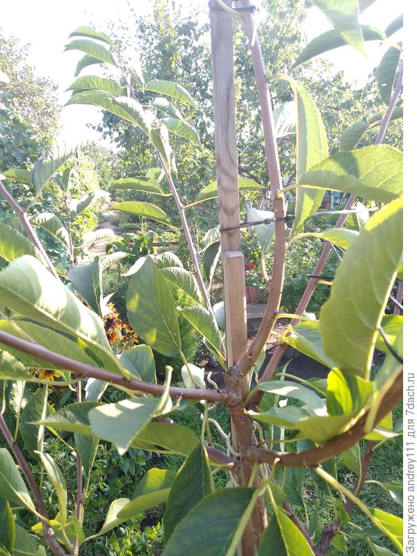 С другого ракурса. Кстати, сорт тоже &quot;Молодежная&quot;.