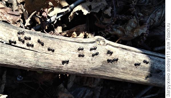 СПЕШНАЯ РАБОТА.