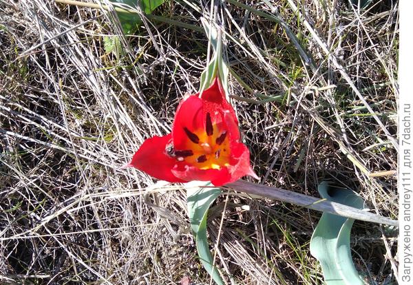 Бродил минут 20. Но таки нашел и тюльпан. И даже с посетителем.  Осмия... ну кому еще вздумается после заморозков искать в степи нектар?!