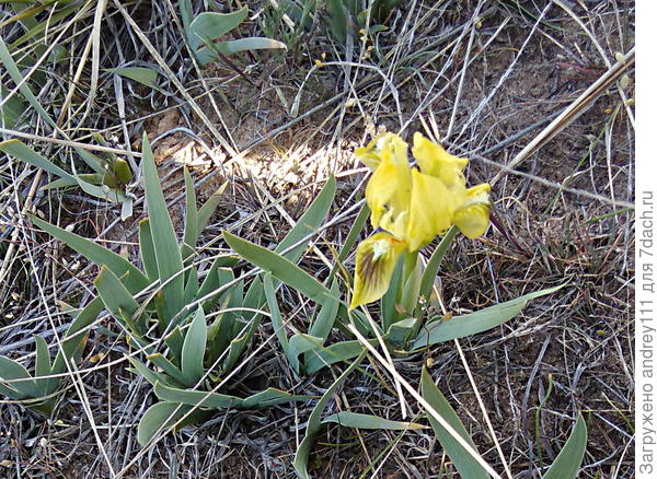 Желтые скромнее. И встречаются реже.  В настоящей степи их очень много, а здесь единицы. Грустно им.