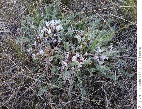 Первое, что попадается, когда сходишь с асфальта -  эти невзрачные бобовые. Даже фамилию их не знаю.