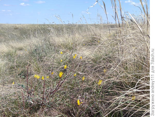 Ну конечно гусиный лук. Этого насыпано здесь повсюду. Цветет скромно, быстро, в попыхах выпрыгивая из земли буквально на пару дней. Сухо, ветрено, прохладно. Надо спешить!