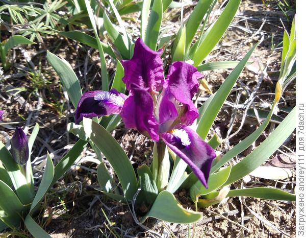 Ирисы ростом с мышь. Но и эти карлики здесь яркие, как на полотне Ван Гога.
