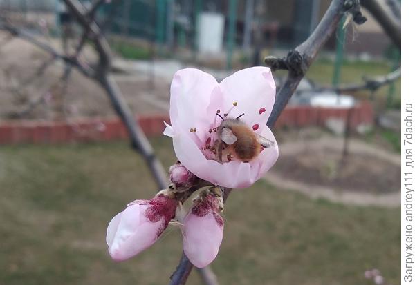 Такая удача, первой залезть в раскрывающийся цветок!
