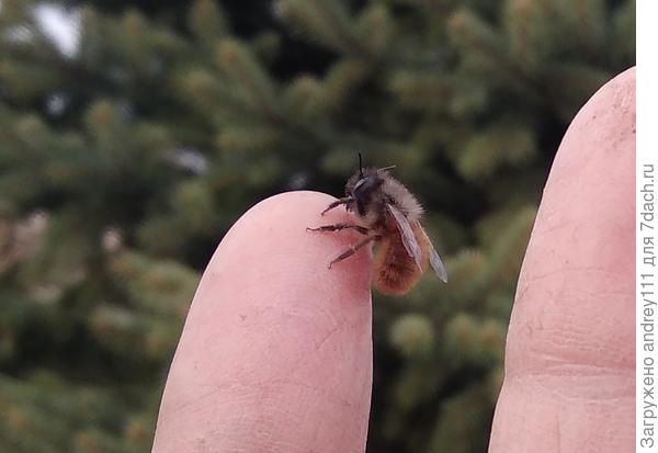 &quot;Мы в ответе за тех, кого приручили&quot; А. Де Сент-Экзюпери