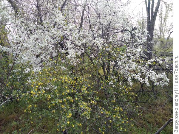 Белое облако терна над желто-зеленым ковриком дикой смородины. Вот такая наша лесо-степная весна.