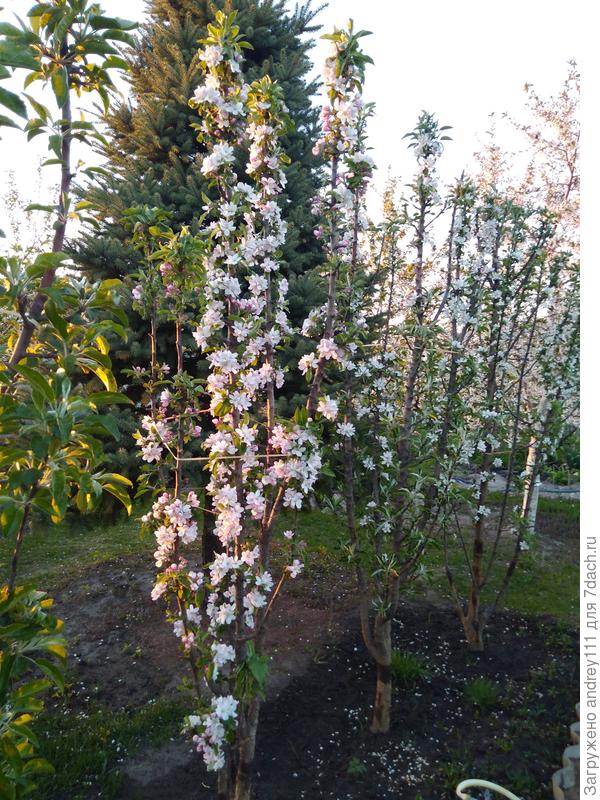 Настоящие &lt;s&gt;колонки &lt;/s&gt; блондинки!