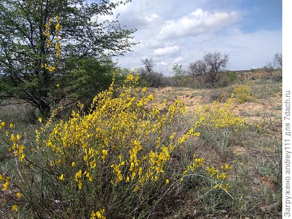 Это что-то бобовое с корнем уходящим в песок на десятки метров. Цветет недолго, но красиво!