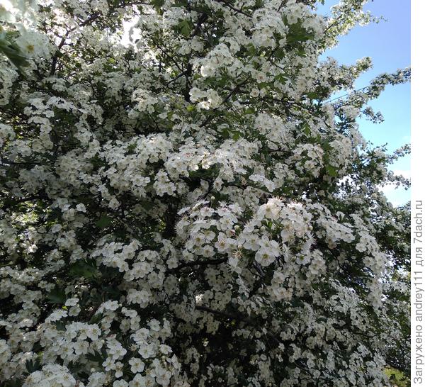 Боярышник знает, когда май!