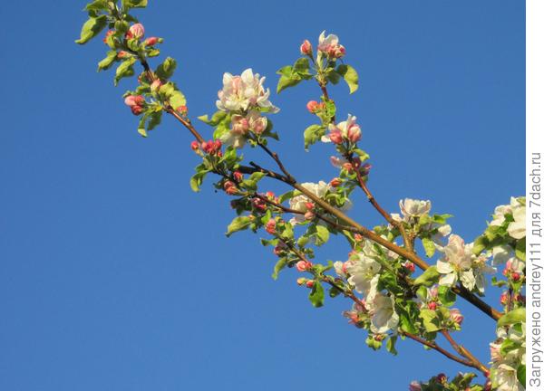 А в школе мы делали такие веточки из бумаги и ходили на майские демонстрации... И небо было такое синее! .