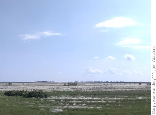 Цветет ковыль. Скоро лето.