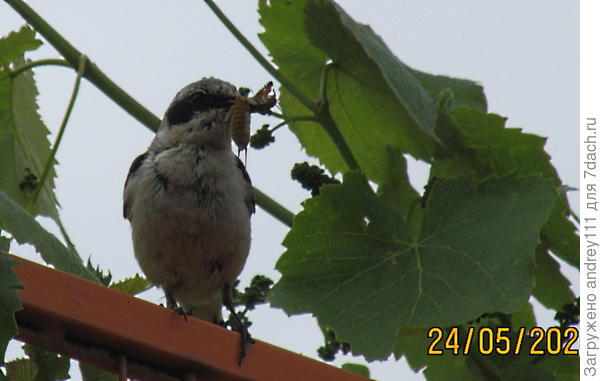 С очередной добычей.