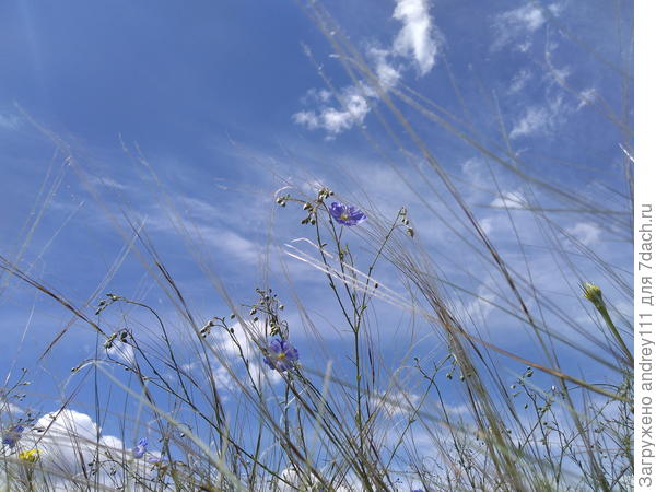 В степи расцвел дикий лен. Весна кончается...