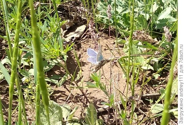 и маскируется под цветочек льна.