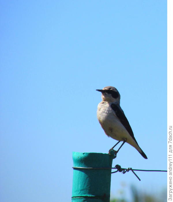 Хозяйский взгляд.