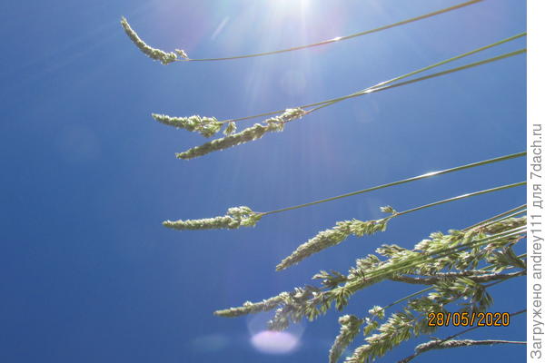 Брызги солнца.