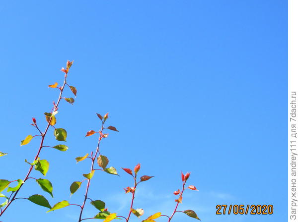 В одну шеренгу становись!