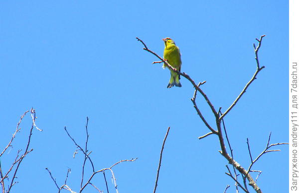 Новый сосед мистер Зеленушка. И сразу за вокал!.