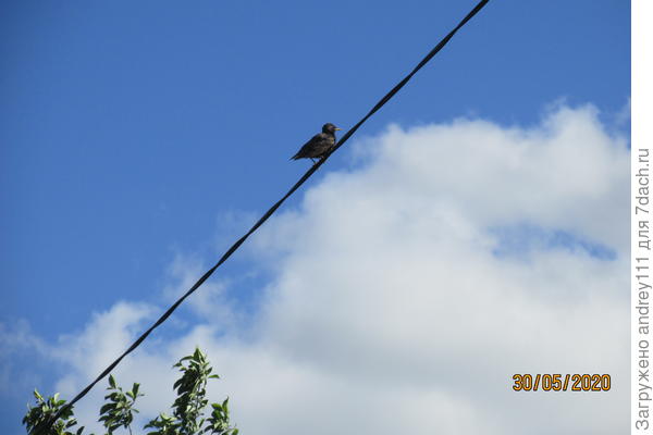 В ожидании черешни.