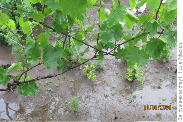 Лето, лЕЕЕ-тООО! Где ты, гдЕЕЕ тЫЫЫ?