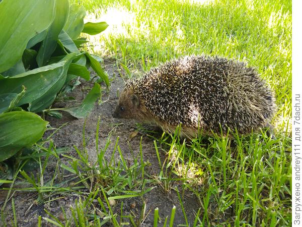 или среди колючек этого пыхтелки-ворчалки... Лето где то здесь!.