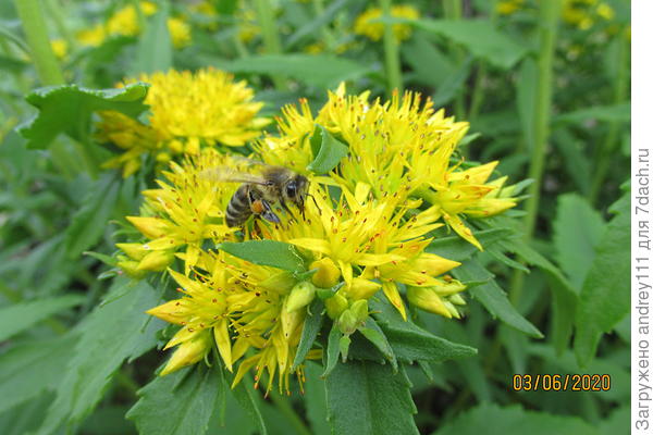 на лапках этой труженицы села,