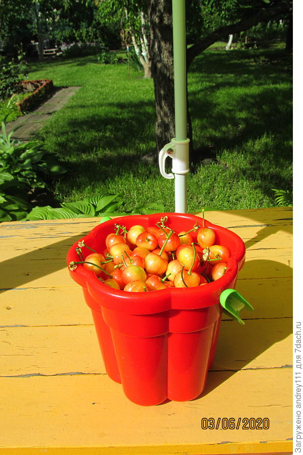 ... на дне этого ведерка,