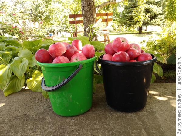 Мелба. Кисло-сладкий. Скорее кисловат. Зреет с начала июля. Лежит дней 10.