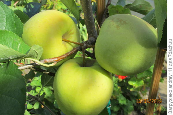 Голден Делишес. Сладкий, душистый. Зреет в первой декаде сентября. Лежит 2-3 месяца. не очень зимостойкий, но — 20 вполне выдерживает.