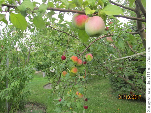 Северный Синап. Сладко-кислый. Душистый. Зреет в конце сентября. Лежит 2-3 месяца.