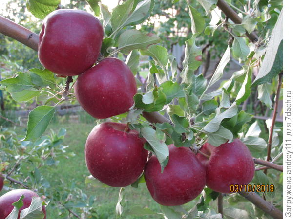 Джонатан. Сладко-кислый, красивый. Созревает в конце сентября. лежит до конце декабря.