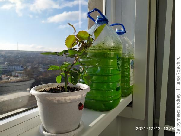 4 недели назад.