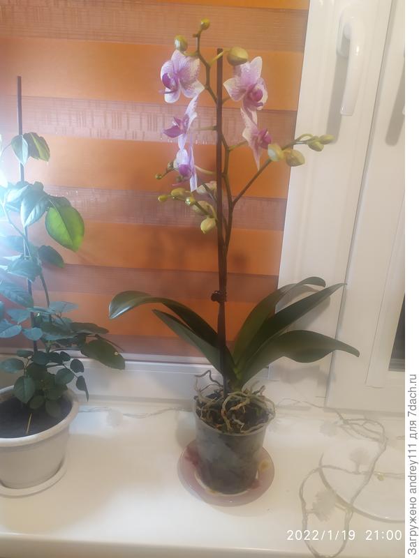 Цветет уже второй раз за полгода.