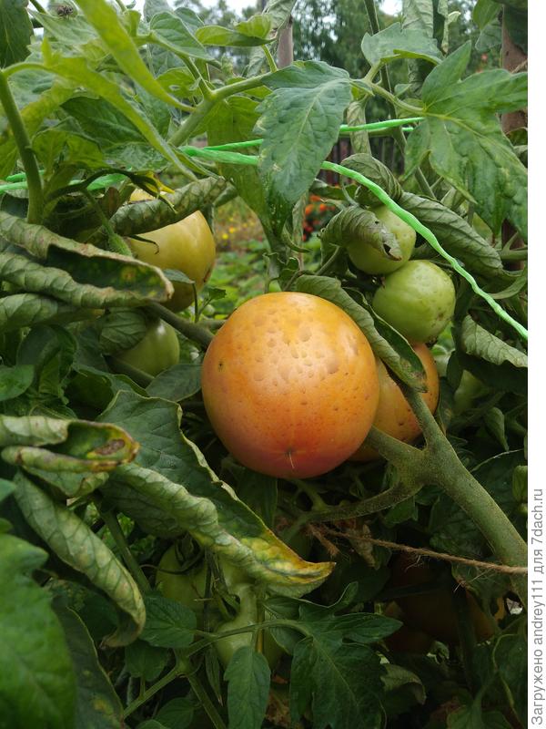 Этот Лонг кипер уже поспел. Пятна на плодах - следы Фитоспорина.