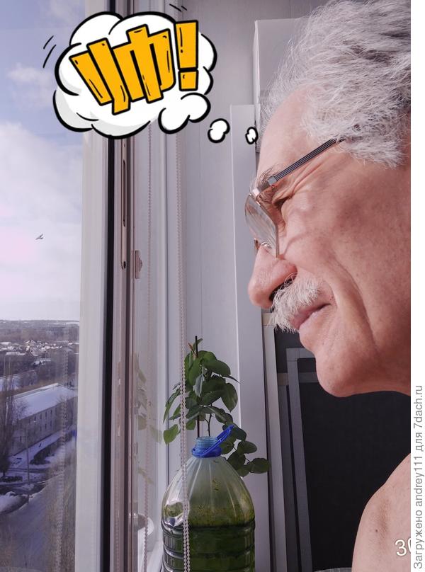 Хлорелла, роза и я.  А солнце одно на всех!