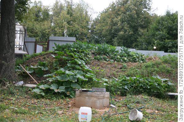 Капуста - царь горы